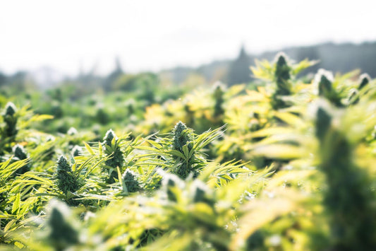 Why All Cannabidiol Products Are Not Created Equal