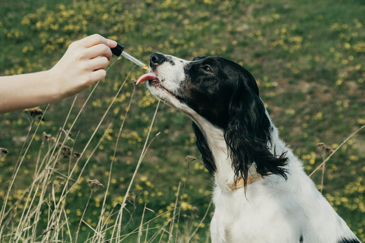 Dog with tongue out licking dropper from hand with green field in the background