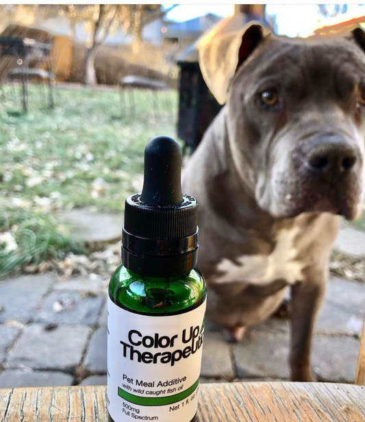 How Much CBD Oil Should I Give My Dog