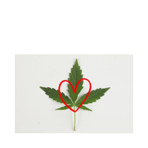 Understanding Hemp-Derived vs. Marijuana-Derived CBD